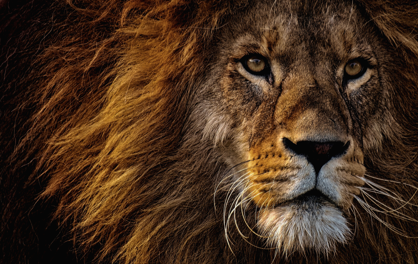 Lion in the Wild